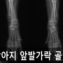 가락종합동물병원 이미지