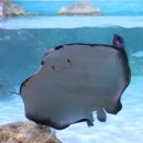 아쿠아리움 이미지