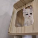 우장동물병원 | 화곡동고양이분양 혹시 알아봤어
