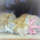 The김밥천국 이미지