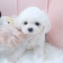 내품안의반려견 노원점 이미지