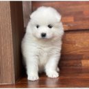 행복한강아지와고양이 이미지