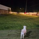 애견천국 이미지