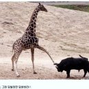 숏다리