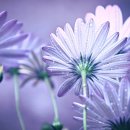 꽃(flower)