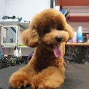 유스타 그루밍 이미지