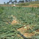 철우농장 이미지