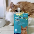 건강지킴이 | 우리 고양이 신장 건강 지킴이유산균 페노비스 VET 후기