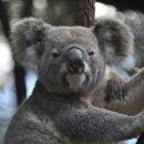 고목나무 이미지