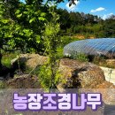 농장 정원 조경수 조경나무 골든브라반트 묘목 1.2m 심었어요