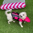 힐스톤 B | [경주] 애견동반 펜션 힐스톤 풀빌라 독채 숙소 내돈내산 후기