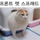 동물의숲 현실ver.
