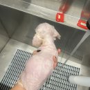 논산애견미용학원 | 순천 하멜애견미용학원 후기 :) [3급취득하다]