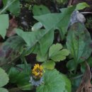 노고단-10 이미지