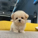 퍼피스토리 이미지