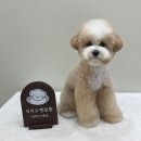 아지오펫살롱 네이버블로그