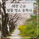(주)에어드라이브 | 대전 근교 동학사 벚꽃 실시간 개화 현황 벚꽃 드라이브 코스