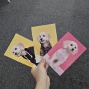 포마이티니