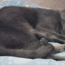 꿈꾸는 고양이 이미지