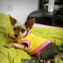 루비 이미지