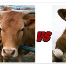 한우와 미국산 쇠고기 구별법 이미지