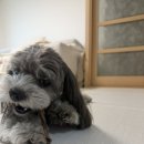 진 소프트 | 더 좋아진 디팡신상 앰보 폴딩매트(소프트그레이) 실사용 후기