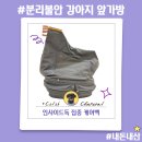 지니독 | 분리불안 강아지 앞가방 포대기 인사이드독 집중 케어백 #내돈내산