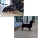 사랑으로동물병원 | 강아지 후지마비 치료의 희망: 가족동물병원의 재활치료 후기