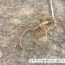 진산농장1 이미지