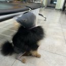 조규만외과동물병원 | 춘식쓰 고관절수술(대퇴골두 절제 수술) 후기 (조규만 외과동물병원)