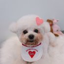 꽃강아지 | 광주애견미용 정착 성공! 화정동 월산동애견미용 꽃강아지 솔직후기