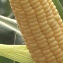 노란옥수수 이미지