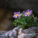 산야초 이미지
