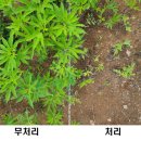 백두개발 이미지