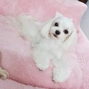 히나네일