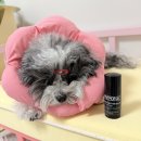 11500-12-14-01 | [후추 슬개골탈구 01] 강아지 슬개골 수술 후기_슬개골 탈구 3기, 4기_회복 기간