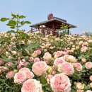 도담셀프주유소 이미지