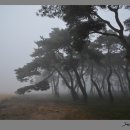 소나무숲 - 강릉시 독송길110번길 34 | 소나무숲