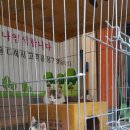 냥이 이발소 이미지