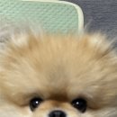 도도그루밍 | 성북애견호텔애견미용 한 곳에서 해결! 헬로우버디 성북점 등원 솔직후기