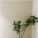 루트5커피