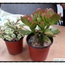 기쁨이네농장 이미지