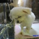 누들쇼크 이미지