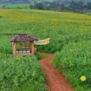 청보리 농장 이미지