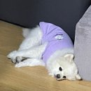 [일상] 하늘은 높고 돼지는 살찌는 추석 연휴 돼지파티 prolog.
