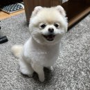 도그 포레스트 이미지