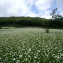 메밀꽃마을 이미지