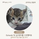 로얄동물메디컬센터 본원 | [ 리치 일상 EP.10 ] 길고양이를 구조해서 병원을 다녀왔어요.