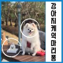 마리퐁 이미지