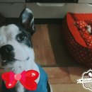 펫클럽 연희점 이미지